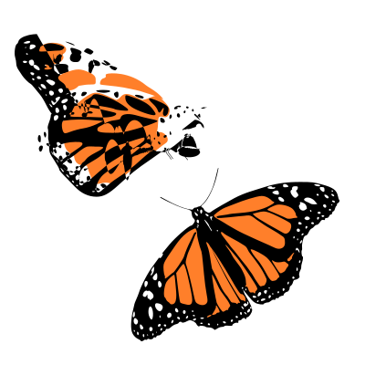Monarch butterflies clipart