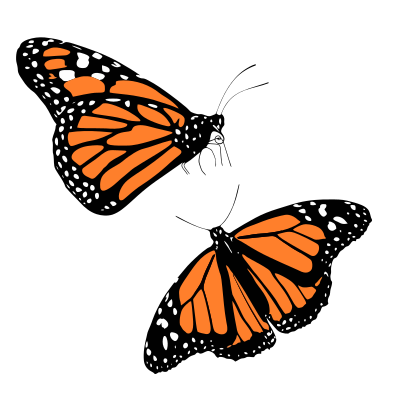 Monarch butterfly back and topviews clipart