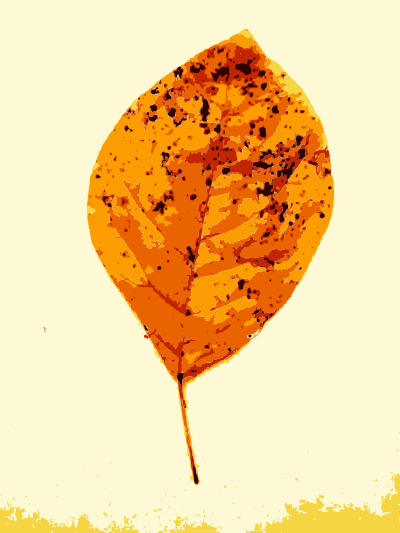 More fall tree leaves clipart