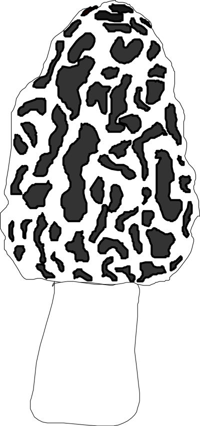 Morel clipart