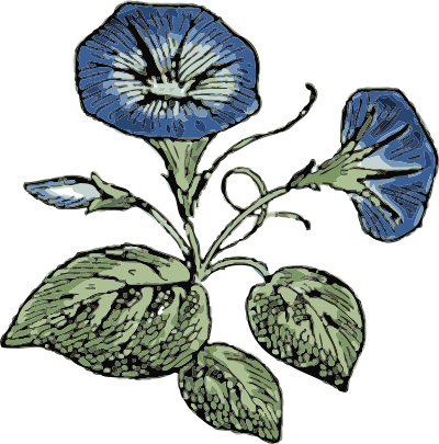 Morning glory clipart