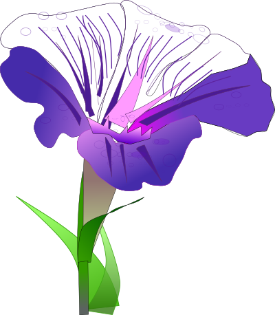 Morning glory clipart