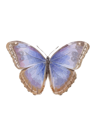 Morpho helenor clipart