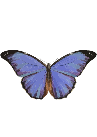 Morpho menelaus clipart