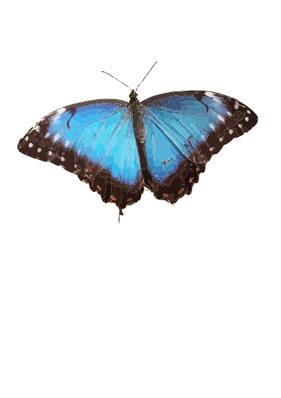 Morpho peleides clipart