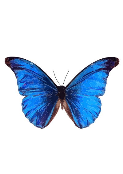 Morpho rhetenor clipart
