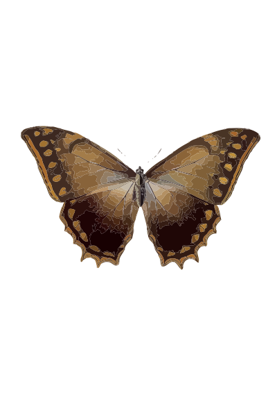 Morpho theseus clipart