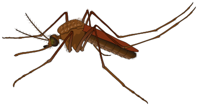 Mosquito clipart