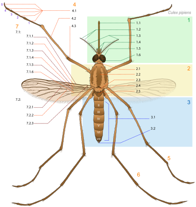 Mosquito parts clipart