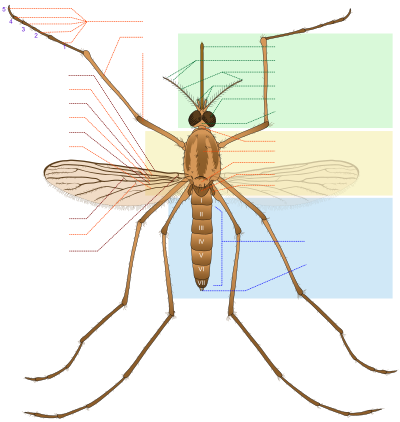 Mosquito parts EN clipart