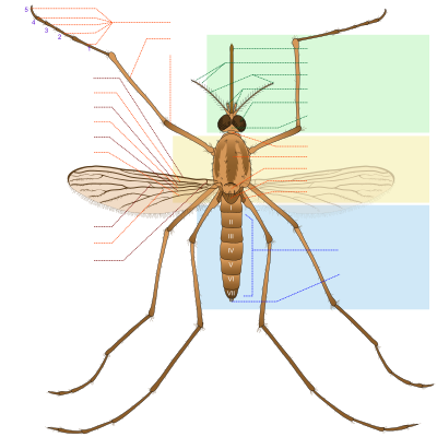 Mosquito parts FR clipart
