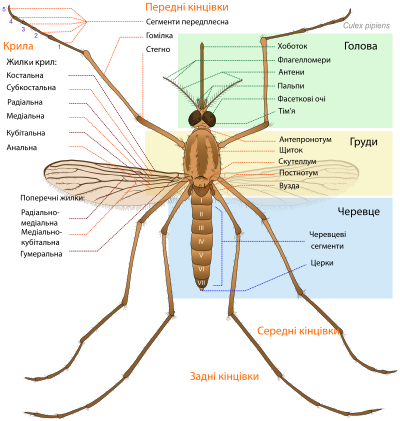 Mosquito parts UA clipart