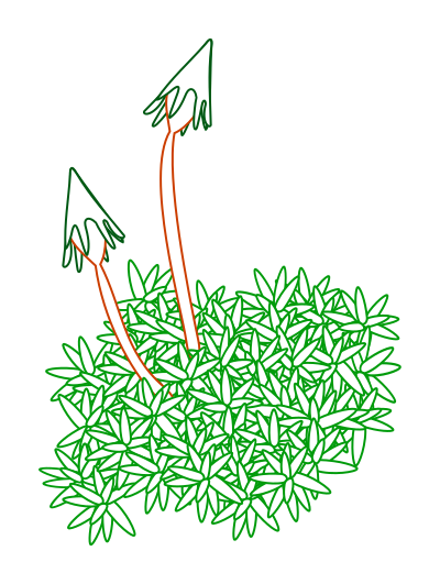 Moss clipart