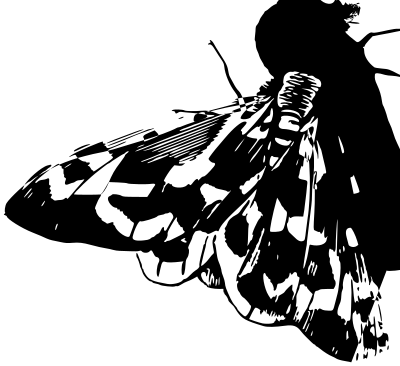 Moth 4 clipart