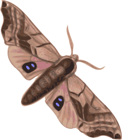 Moth (smerinthus geminatus) top view clipart