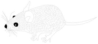 Mouse clipart
