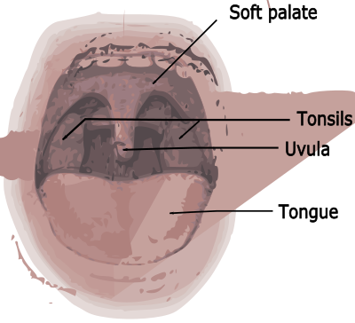 Mouth Diagram clipart