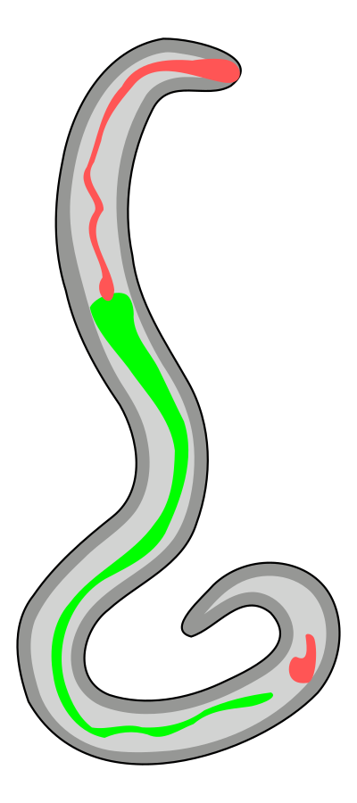 Nippostrongylus brasiliensis clipart