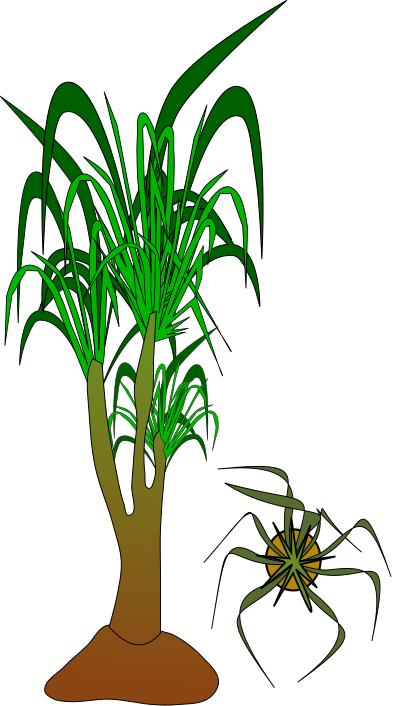Nolina clipart