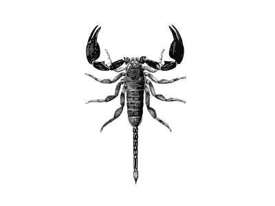 Opisthacantus sp. clipart