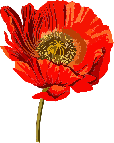 Opium poppy 2 (low resolution) clipart