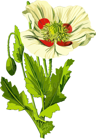 Opium poppy 3 (low resoloution) clipart