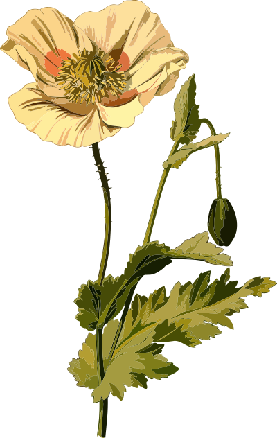 Opium poppy (low resolution) clipart
