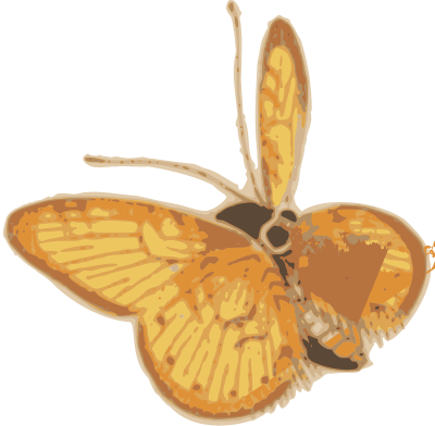 Orange Butterfly clipart