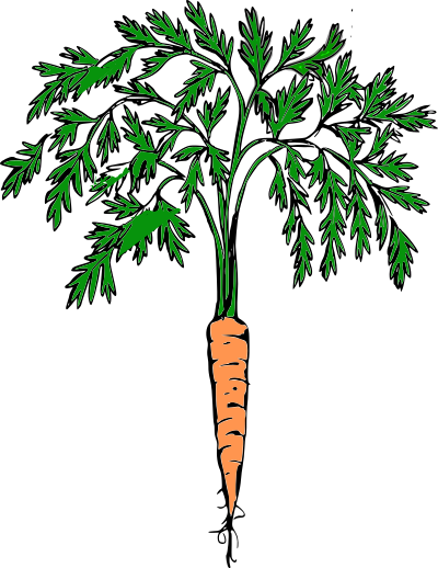 Orange carrot clipart
