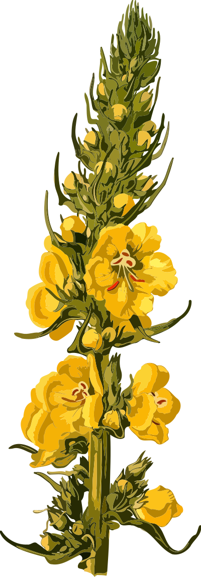 Orange mullein (low resolution) clipart