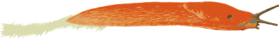 Orange Slug - Isolated clipart