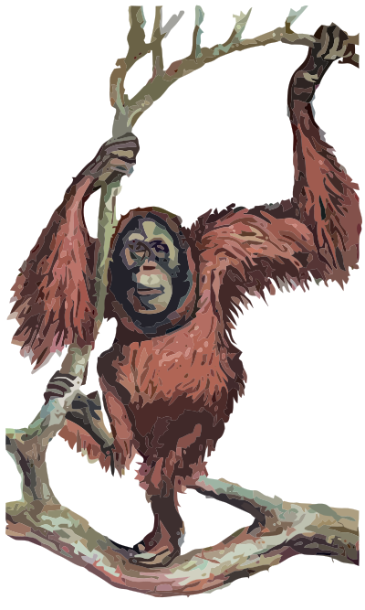 Orangutan - Isolated clipart