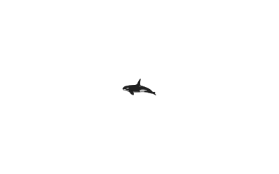 Orca clipart