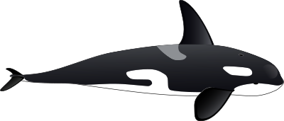 Orca clipart