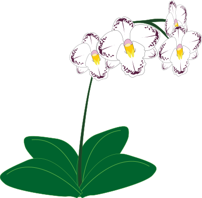 Orchid clipart