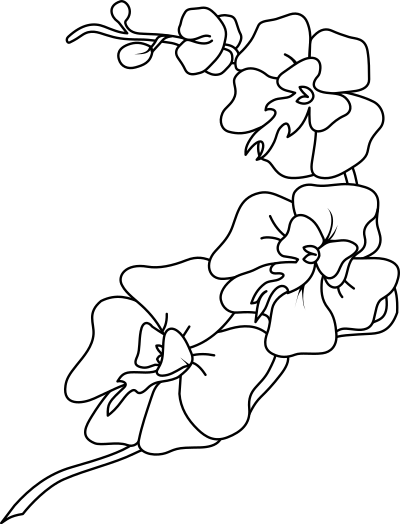 Orchid clipart