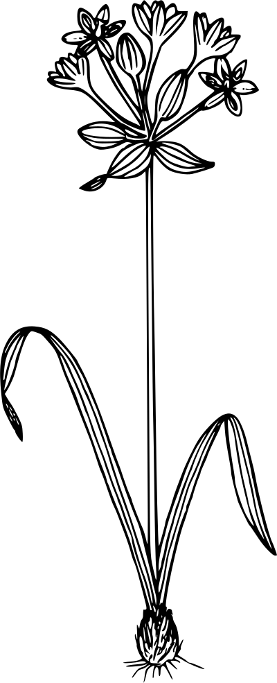 Orcutts brodiaca clipart