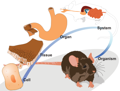 Organization levels of a mouse clipart