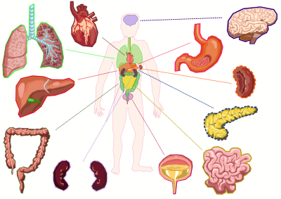 Organs of the human body clipart