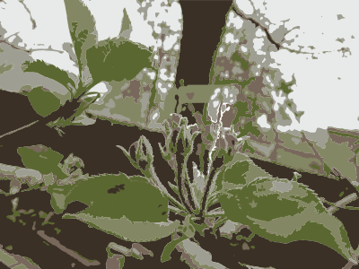 Original Aiflowers 80 clipart