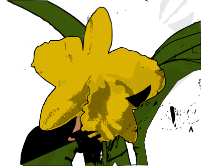 Orquídea clipart
