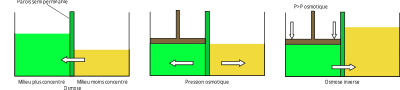 Osmose clipart