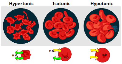 Osmotic pressure on blood cells clipart