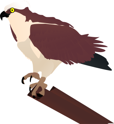 Osprey clipart