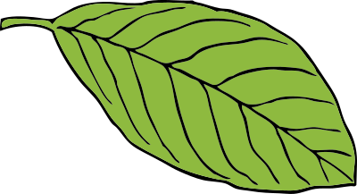 Oval leaf clipart
