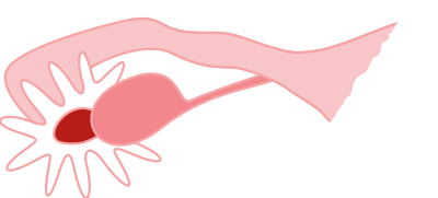 Ovary clipart