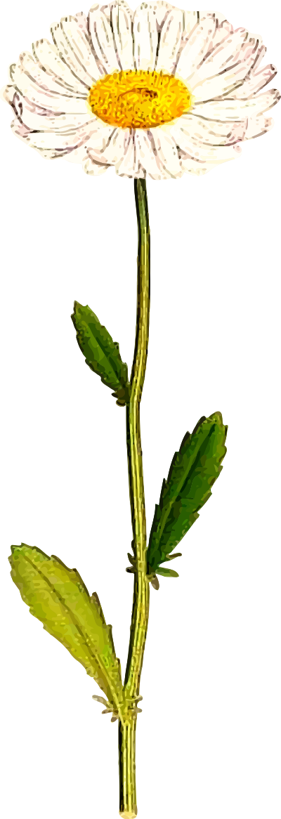 Oxeye daisy clipart