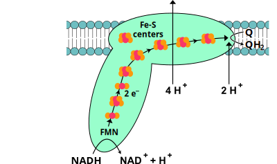 Oxidative Phosphorylation Complex I clipart