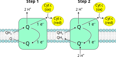 Oxidative Phosphorylation Complex III clipart