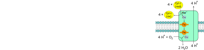 Oxidative Phosphorylation Complex IV clipart